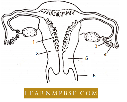 Animal Reproduction Endometrium