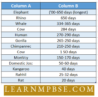Animal Reproduction Gestation Periods