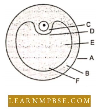 Animal Reproduction Graafin follicle