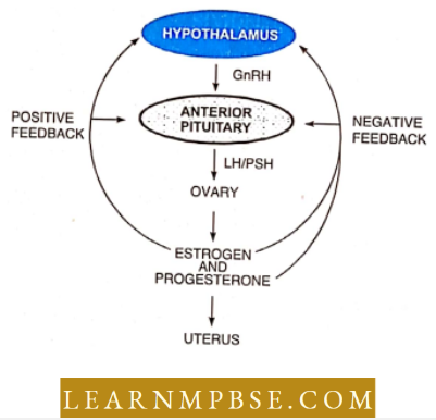 Animal Reproduction Hormonal control of female reproductive