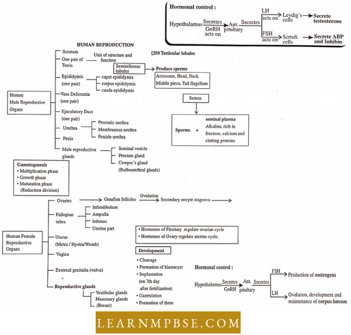 Animal Reproduction Human Reproduction