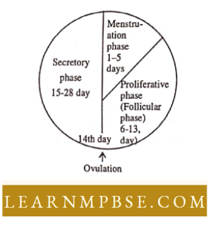 Animal Reproduction Menstrual Cycle