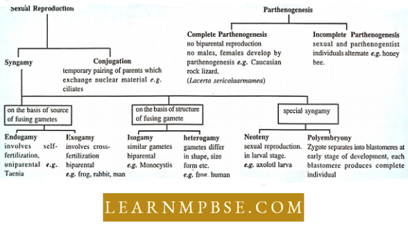 Animal Reproduction Types Of Sexual Reproduction