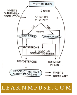 Animal ReproductionHormonal control Of Reproduction