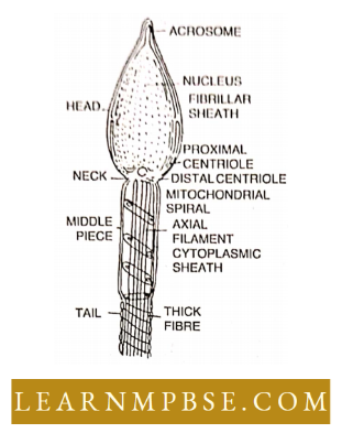 Basic Features Of Development A Mammalian Sperm As Revealed By Electron MicroScope