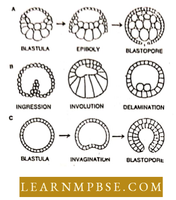 Basic Features Of Development Gastrulation By Ectrdermal overgrowth