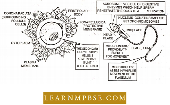 Basic Features Of Development Human Gametes