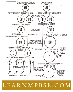 Basic Features Of Development Spermatogenesis And Oogenesis In Animals