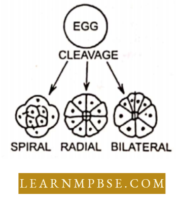Basic Features Of Development Spiral ,Radial And Bilateral Pattern Of Cleavage In Animal Eggs