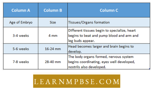 Basic Features Of Development Stages Of Embryonic Developement In Human