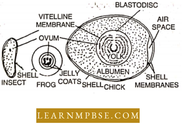 Basic Features Of Development Types Of Ova With Regard To Amount Of Yolk