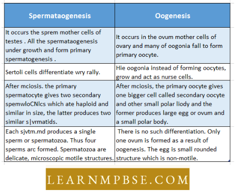 Basic Features Of Development spermatogenesis and Oogenesis