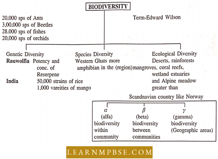 Biodiversity Flowchart