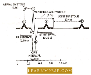 Circulation In Animals Blood Vascular System An Electrocardiogram