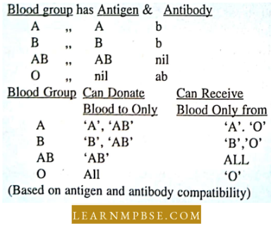 Circulation In Animals Blood Vascular System Blood Group