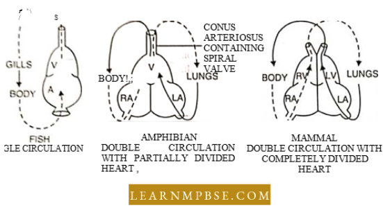 Circulation In Animals Blood Vascular System Comparative Structure Of Heart in Vertebrates
