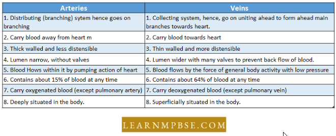 Circulation In Animals Blood Vascular System Difference Between Arteries And Veins