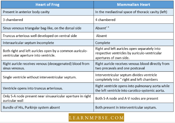 Circulation In Animals Blood Vascular System Difference Between Heart Of Frog And Mammalian Heart