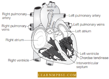 Circulation In Animals Blood Vascular System Internal Structure Of Human Heart