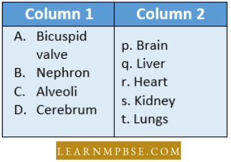 Circulation In Animals Blood Vascular System Match The Names OF The Parts Question 2
