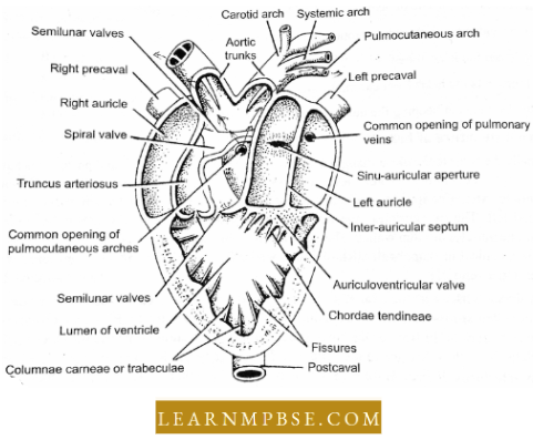 Circulation In Animals Blood Vascular System Internal structure Of Heart Of Frog