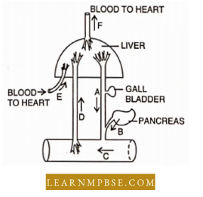 Circulation In Animals Blood Vascular System The Diagram Below Shows Question 19
