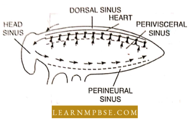 Circulation In Animals Blood Vascular System Three sinus In Cockroach