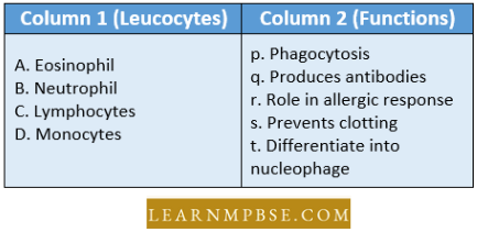 Circulation In Animals Blood Vascular System Match The Different Leucocytes Question 125