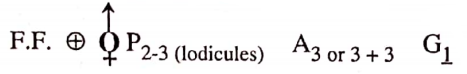 Classifcation Of Taxonomy Of Angispersm Characteristics of family Gramineae
