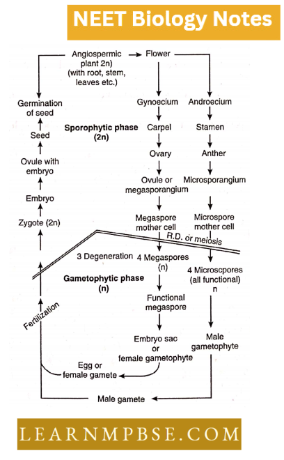 Classifcation Of Taxonomy Of Angispersm Schematic Representation Of Alternation Of Generations In A Typical Angiospermic Plant