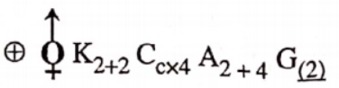 Classifcation Of Taxonomy Of Angispersm The Typical Floral Formula Of Family Cruciferae.