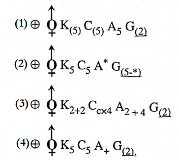 Classifcation Of Taxonomy Of Angispersm The Typical Floral Formula Of Family Cruciferae