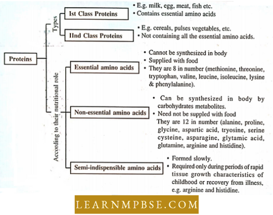 D:\pavani\New folder\Objective Biology PART-1\images\ch 6.1\Digestive System Components Of Food.png