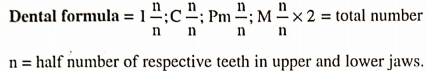 Digestive System In Dental Formula