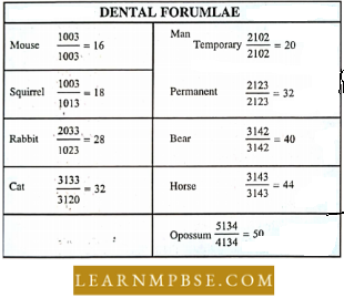 Digestive System In Dental Formulae