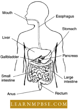 Digestive System Of Alimentary Canal Of Man