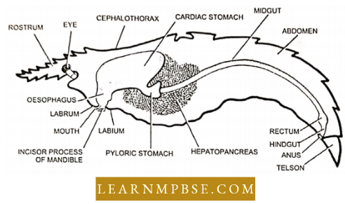 Digestive System Of Palaemon