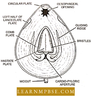 Digestive System Of Palameon & Functions
