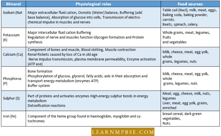 Digestive System Physiological Source Of The Important Minerals