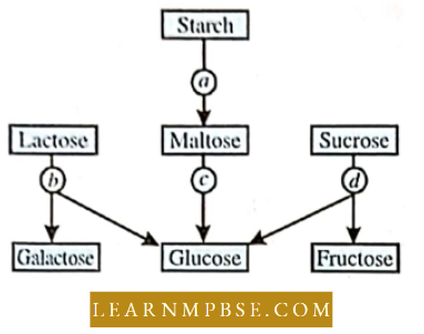 Digestive System The Following Question 57.