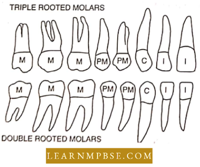 Digestive System Various Types Of Permanent Teeth Of Man