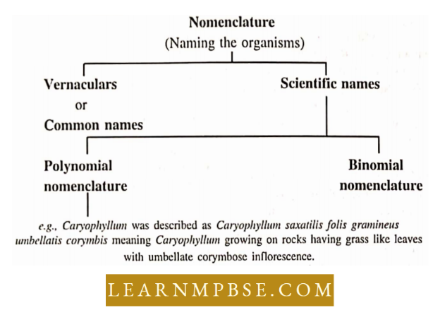 Diversity Of Life Five kingdoms Of Life And Biological Classification Different Classification Nomenclature