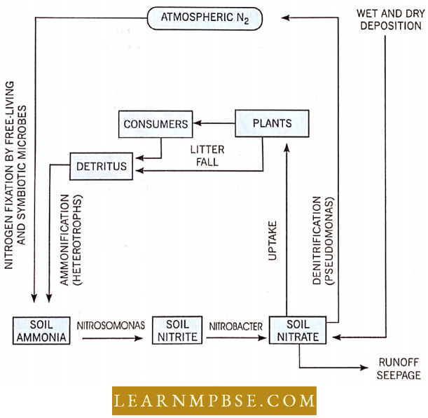 Ecosystem A Generalised Nitrogen Cycling Model Of A Terrestrial Ecosystem