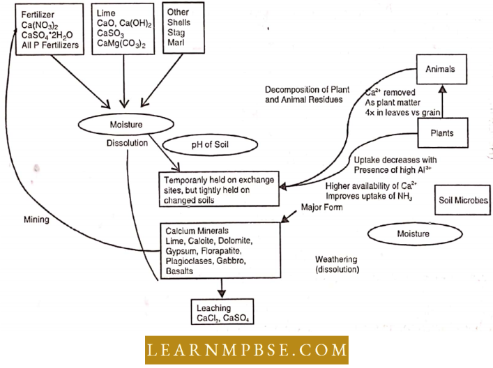 Ecosystem Calcium Cycle