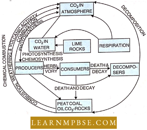 Ecosystem Carbon Cycle