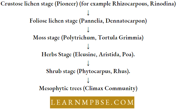 Ecosystem Different Stages In Xerosere With Component Plants
