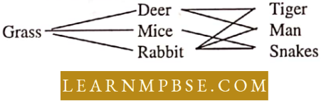 Ecosystem Food Web Cahin