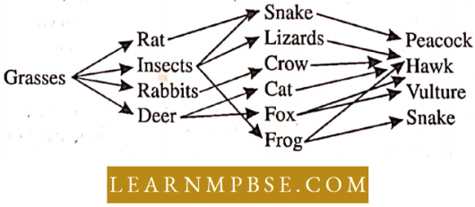 Ecosystem Food Web