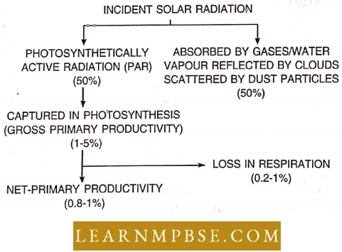Ecosystem General Pattern Of Energy Flow