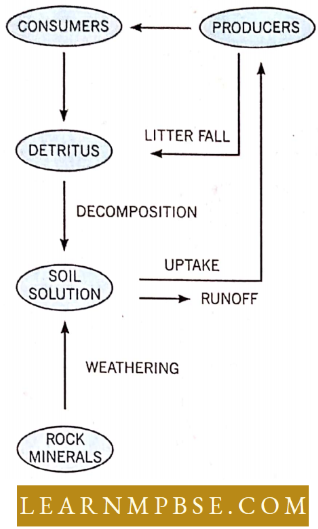 Ecosystem Nitrogen Cycle In Nature